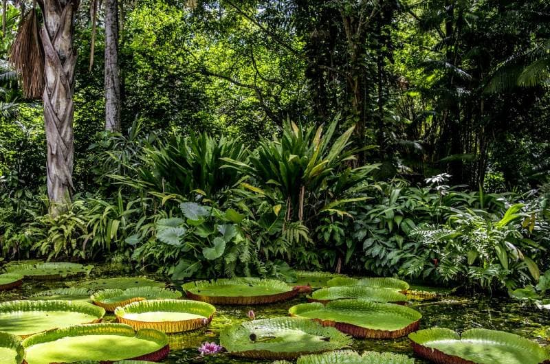 Museu da Amazônia